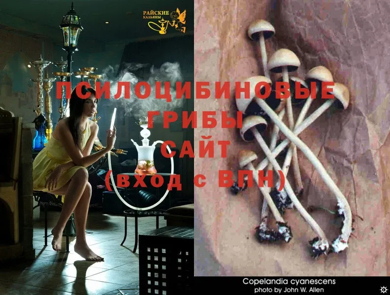 Псилоцибиновые грибы Cubensis  Новотроицк 